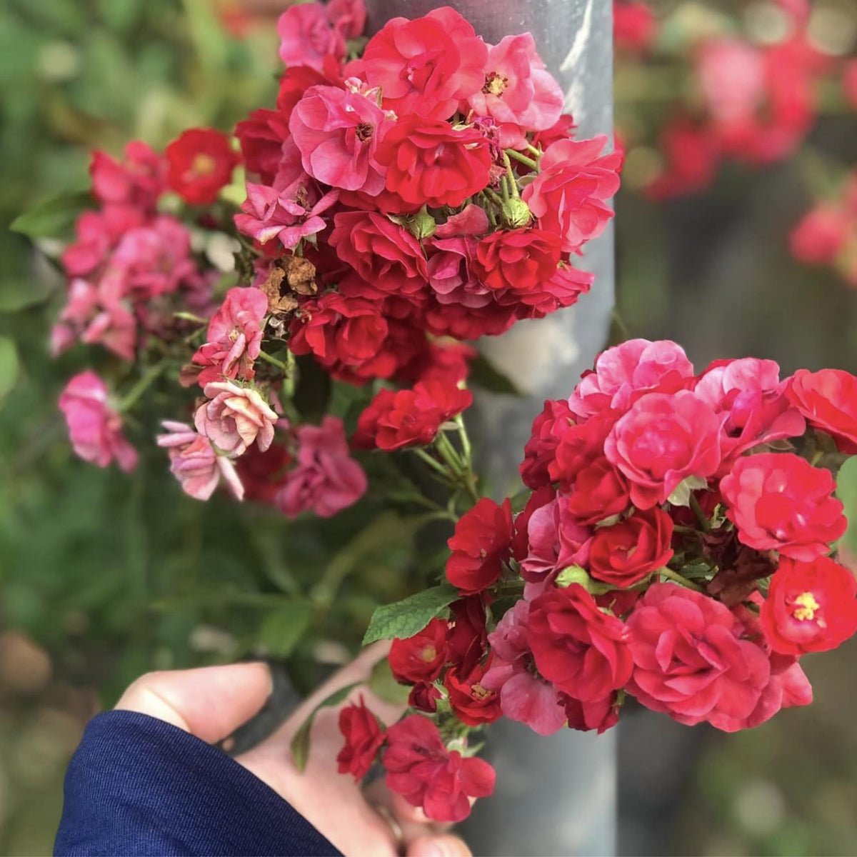 Red Fairy Rose Seeds - Miniature Garden Rose, 30+ seeds