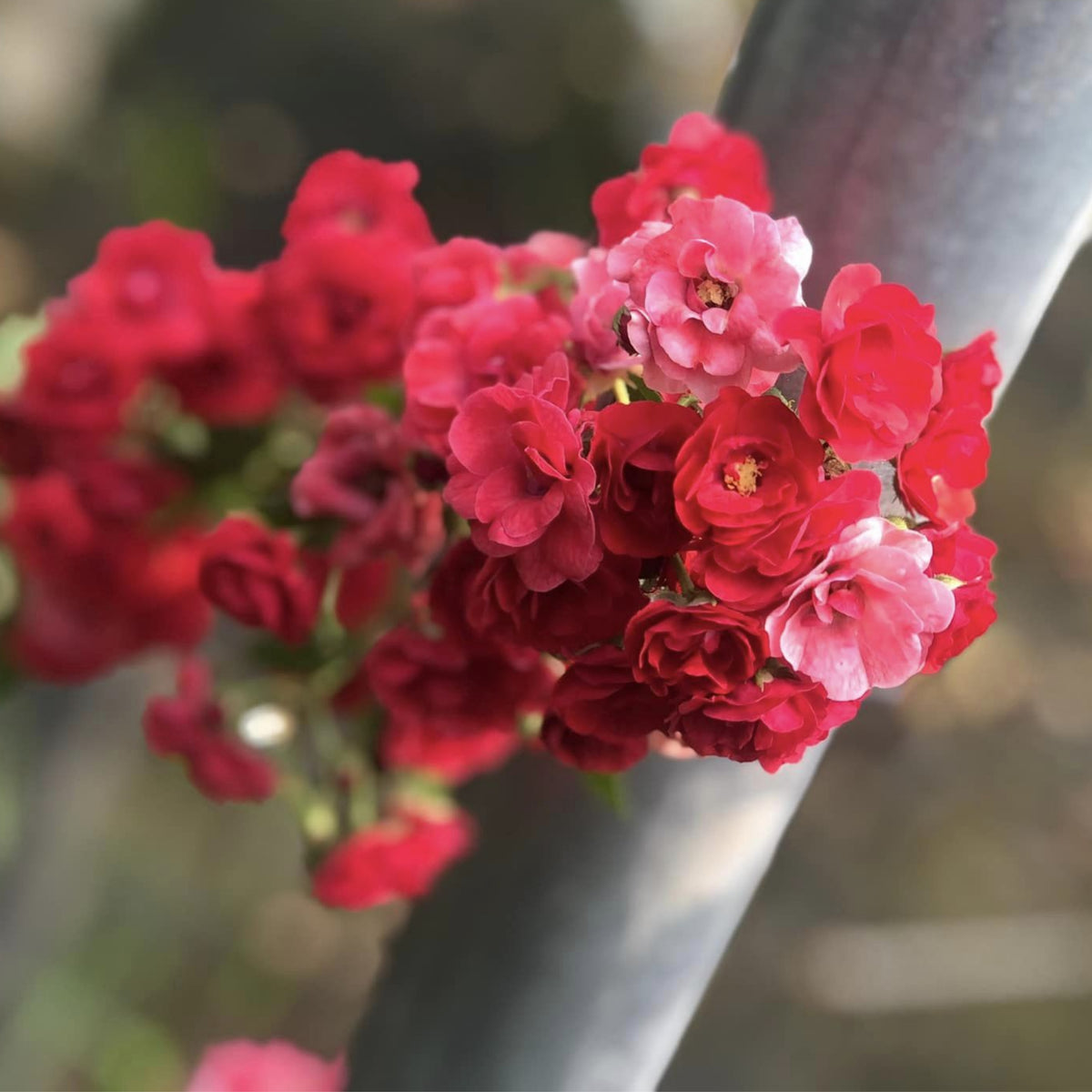 Red Fairy Rose Seeds - Miniature Garden Rose, 30+ seeds
