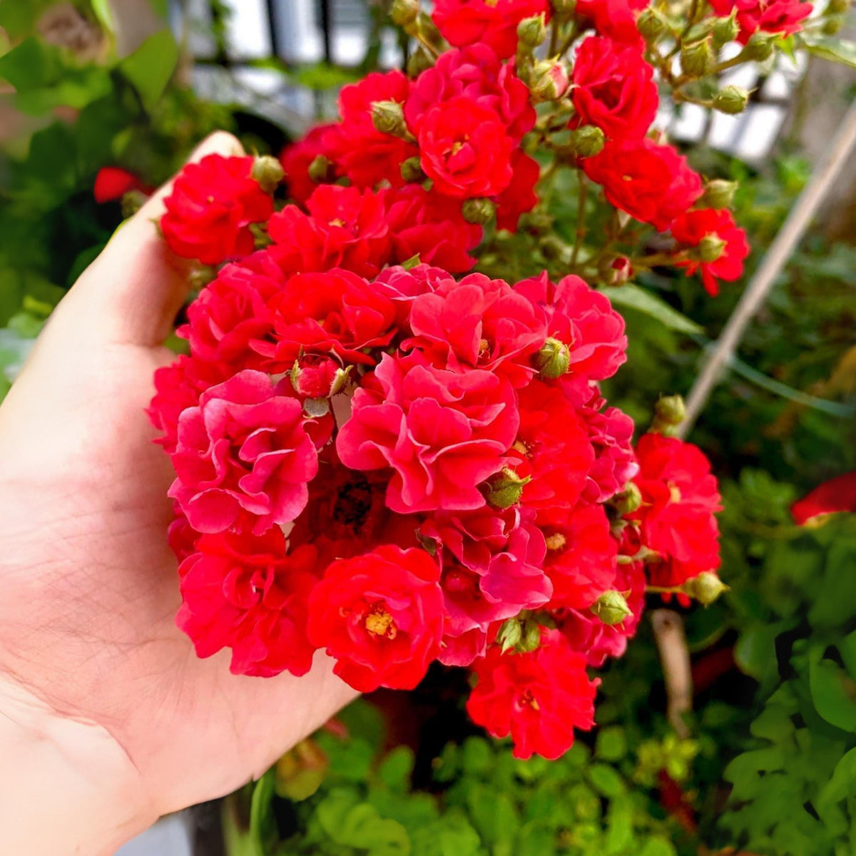 Red Fairy Rose Seeds - Miniature Garden Rose, 30+ seeds