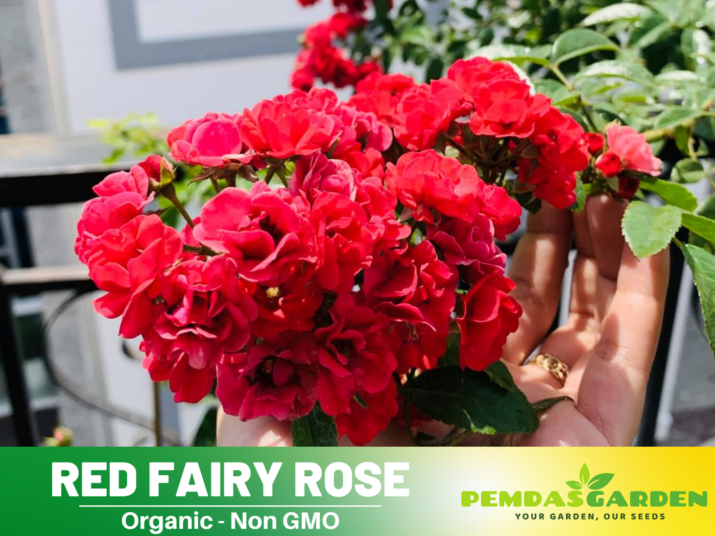 fairy rose seeds 30+ Seeds| Red Fairy Rose Seeds #1164