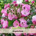 30+ Seeds| Angela Rose Seeds - Heirloom Flower - Pink Garden Rose - Fragrant Blooms - Long Blooming - Ornamental Cottage Garden Flower #1165