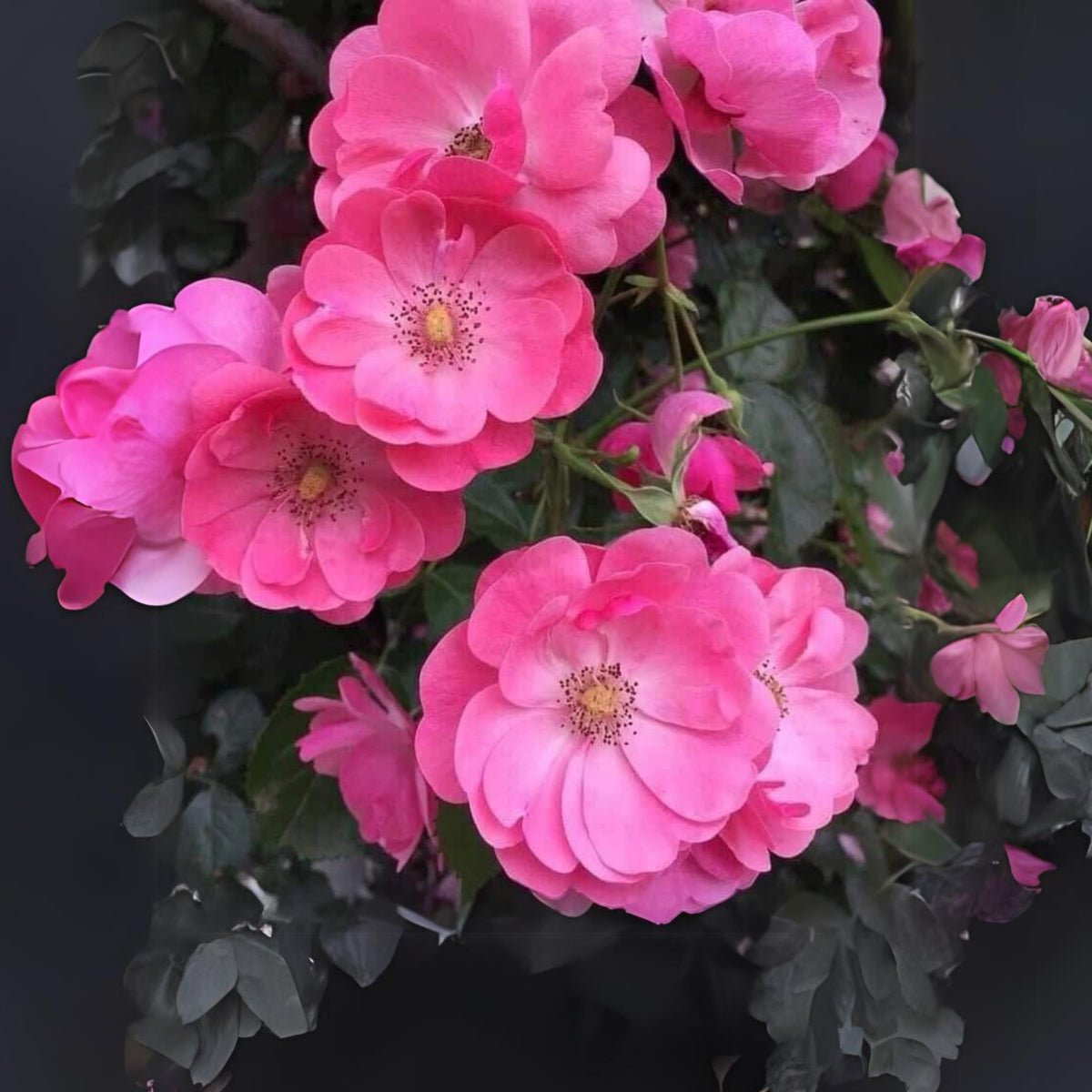 Angela Rose Seeds - Pink Garden Rose, Fragrant Blooms, 30+ seeds
