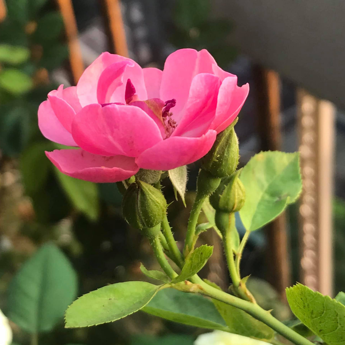 Angela Rose Seeds - Pink Garden Rose, Fragrant Blooms, 30+ seeds