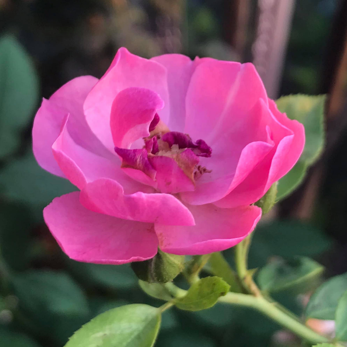 Angela Rose Seeds - Pink Garden Rose, Fragrant Blooms, 30+ seeds