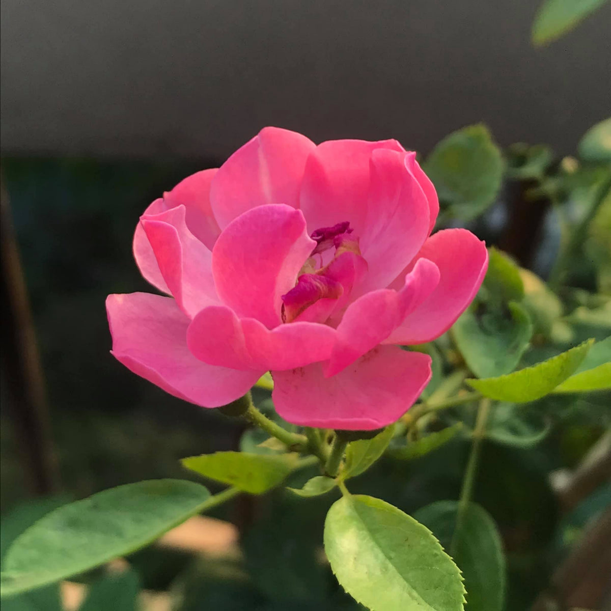 Angela Rose Seeds - Pink Garden Rose, Fragrant Blooms, 30+ seeds