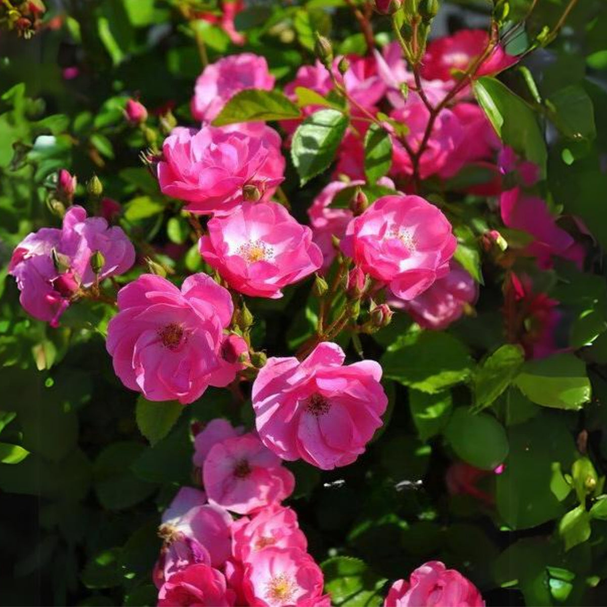 Angela Rose Seeds - Pink Garden Rose, Fragrant Blooms, 30+ seeds
