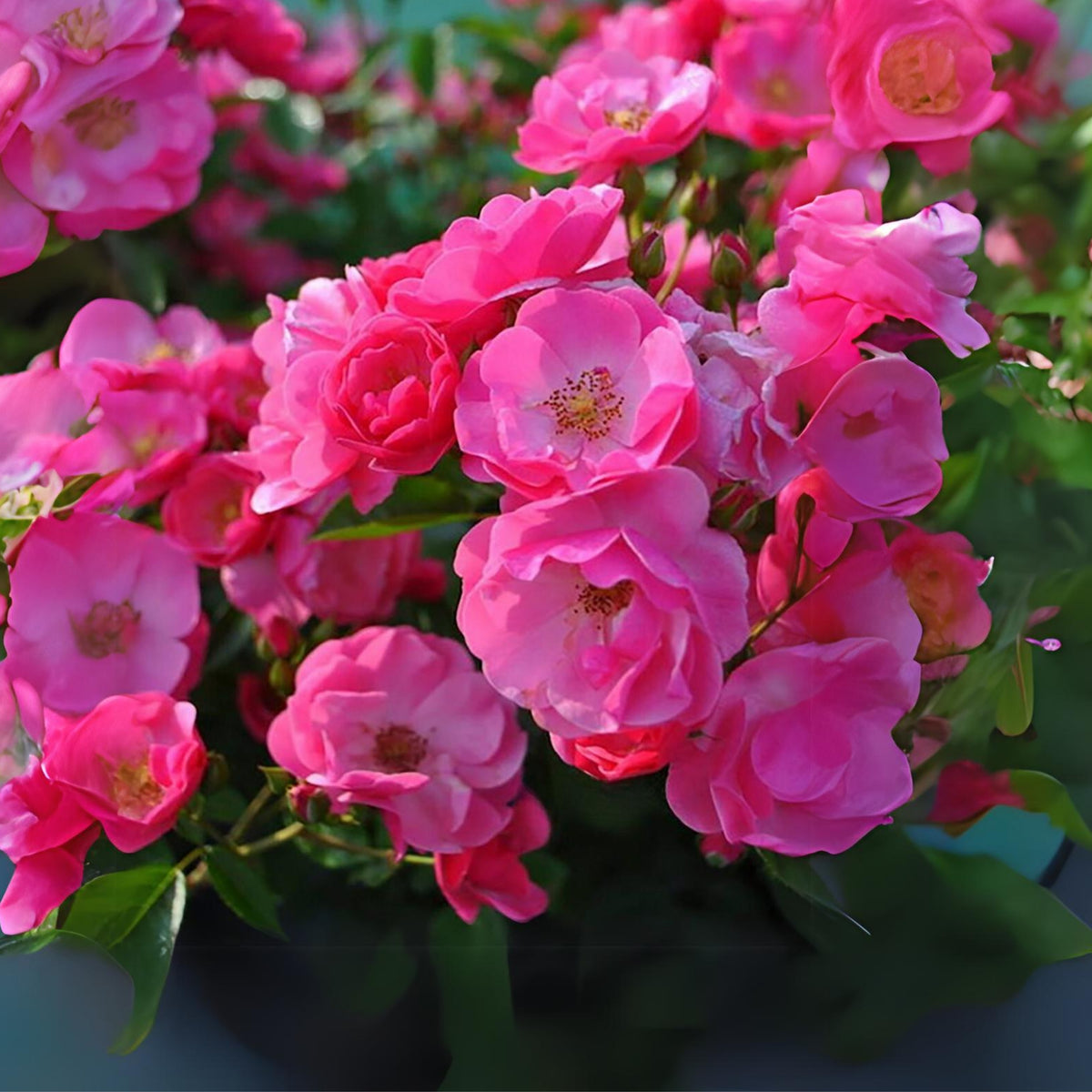 Angela Rose Seeds - Pink Garden Rose, Fragrant Blooms, 30+ seeds