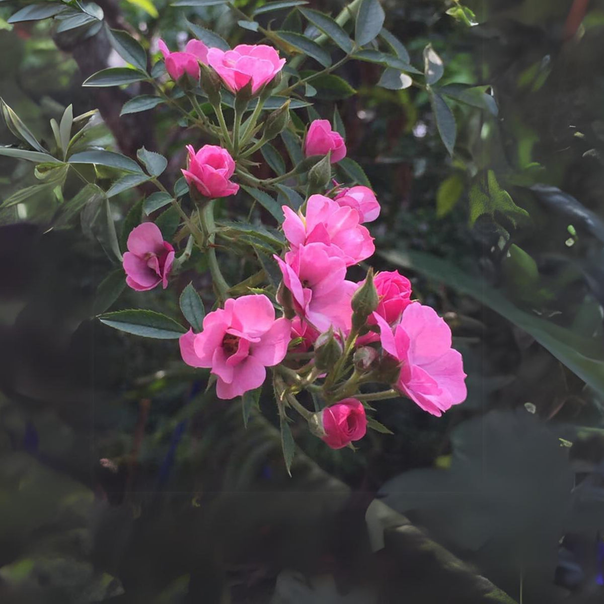 Angela Rose Seeds - Pink Garden Rose, Fragrant Blooms, 30+ seeds