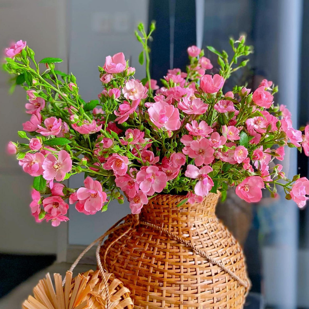 Angela Rose Seeds - Pink Garden Rose, Fragrant Blooms, 30+ seeds