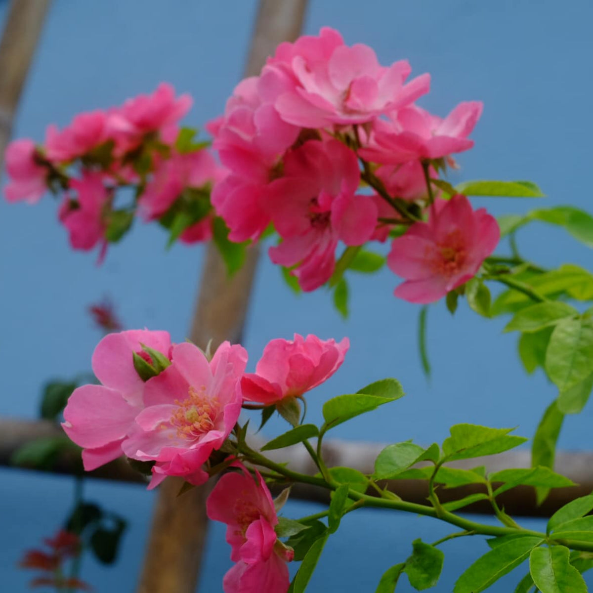 Angela Rose Seeds - Pink Garden Rose, Fragrant Blooms, 30+ seeds