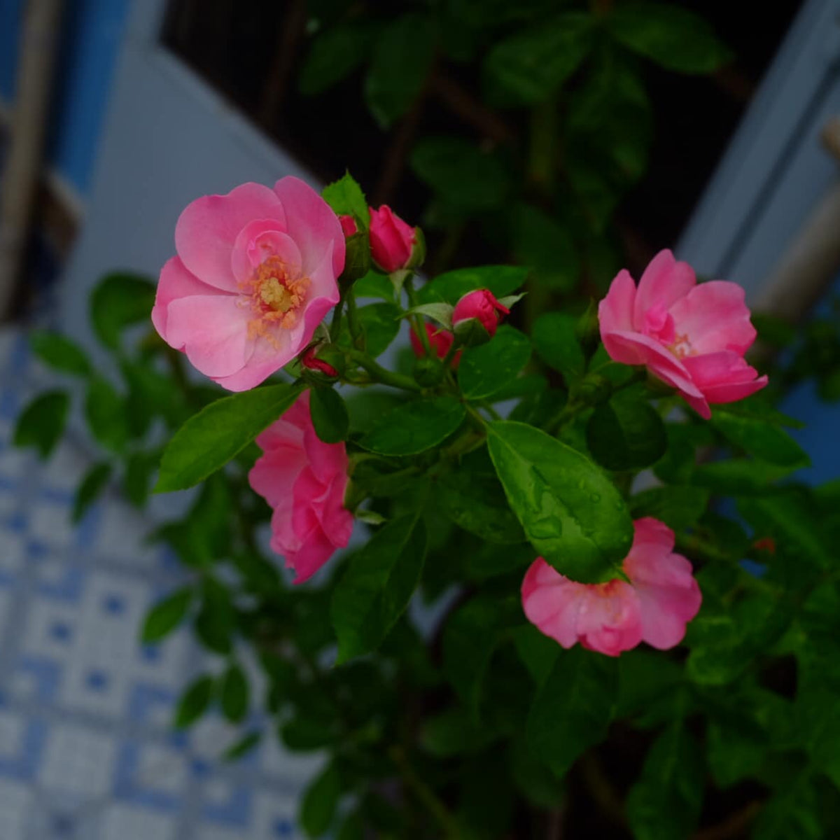 Angela Rose Seeds - Pink Garden Rose, Fragrant Blooms, 30+ seeds