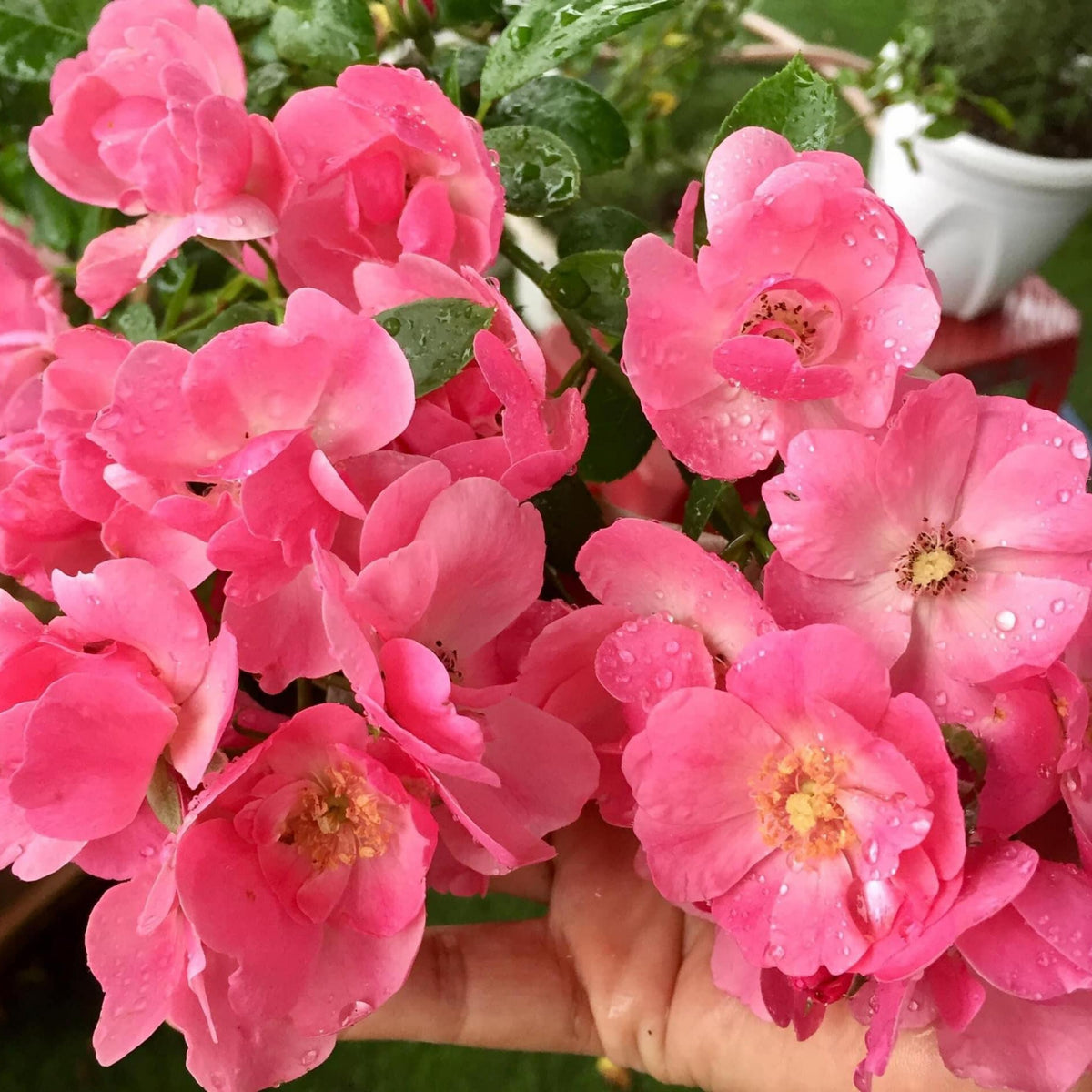Angela Rose Seeds - Pink Garden Rose, Fragrant Blooms, 30+ seeds