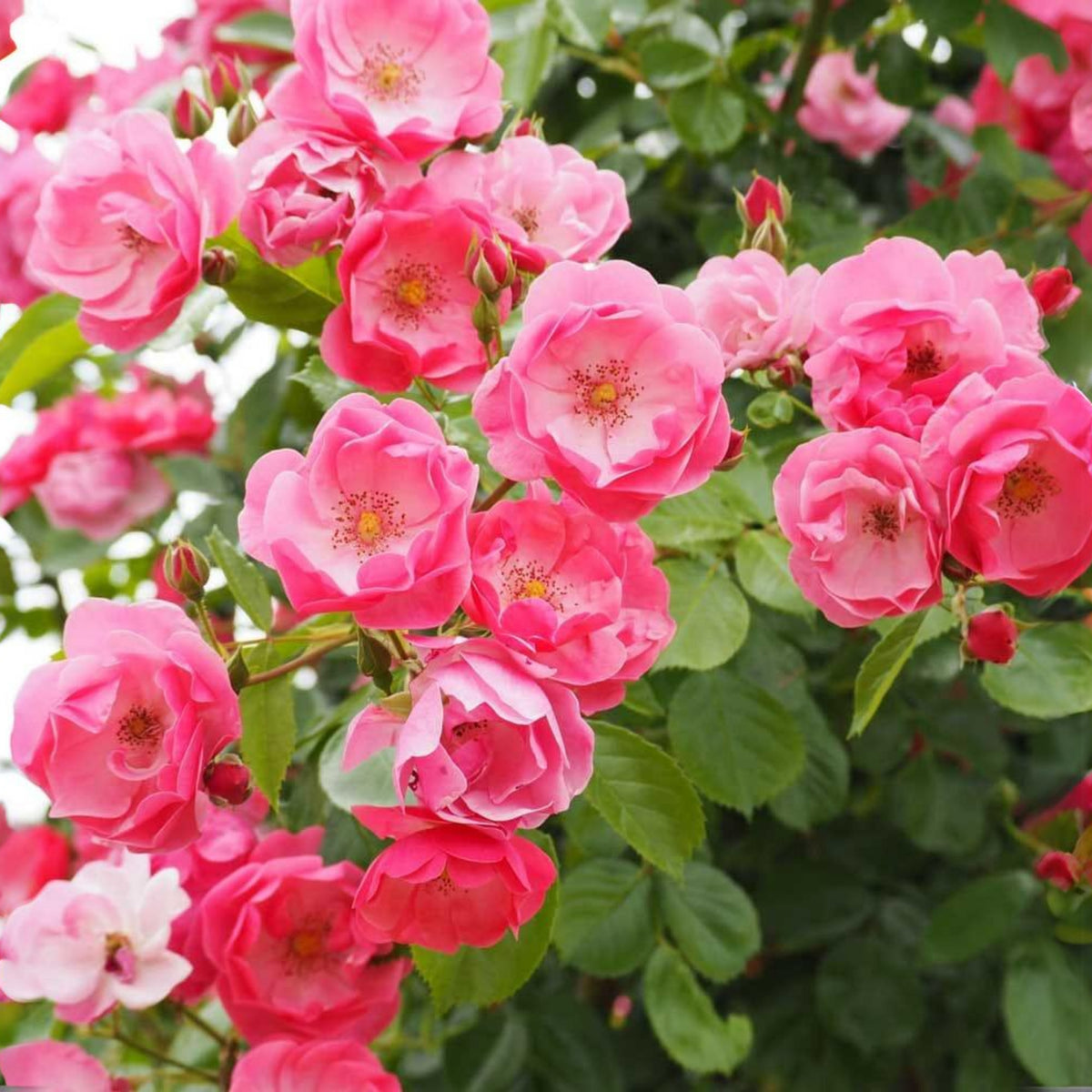 Angela Rose Seeds - Pink Garden Rose, Fragrant Blooms, 30+ seeds