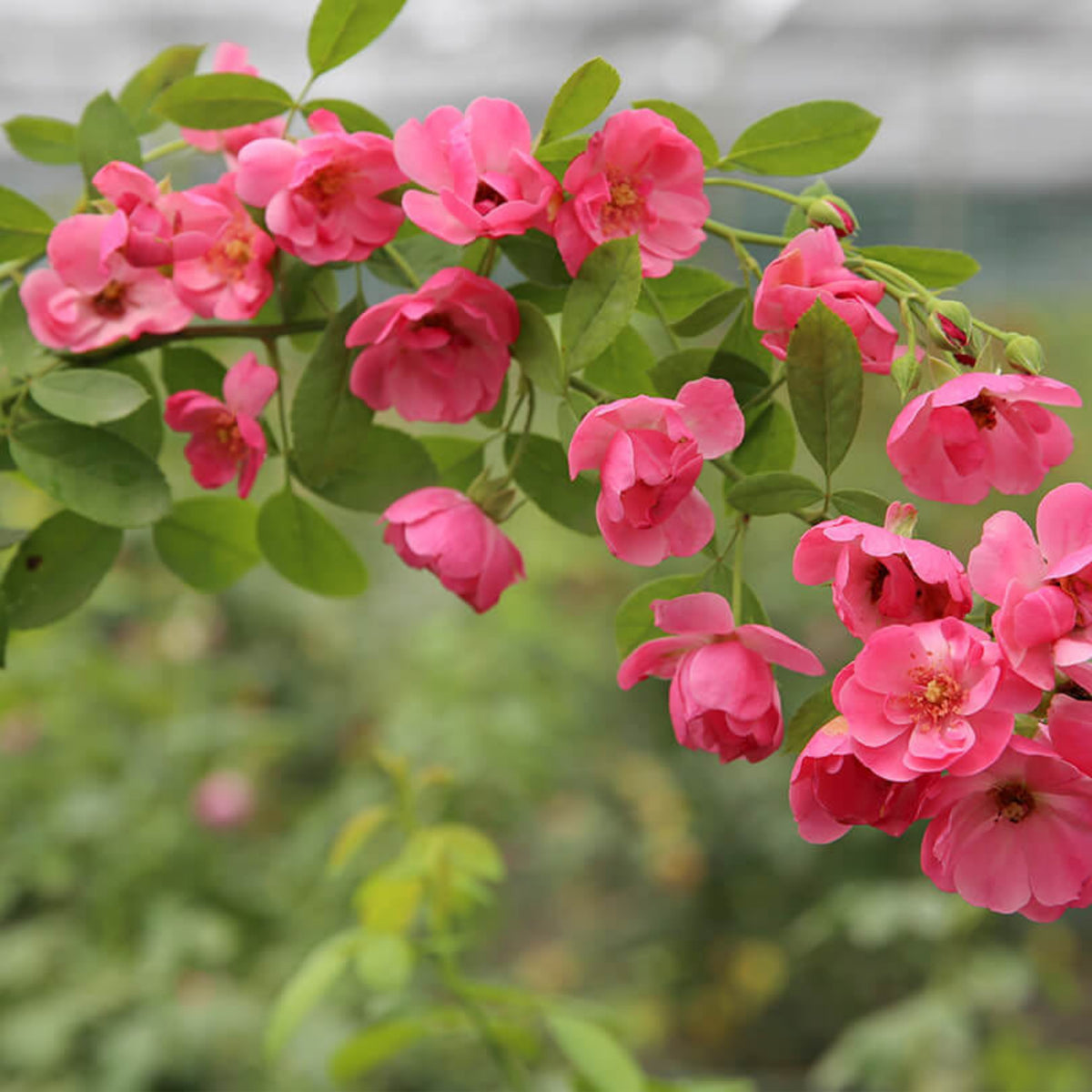 Angela Rose Seeds - Pink Garden Rose, Fragrant Blooms, 30+ seeds