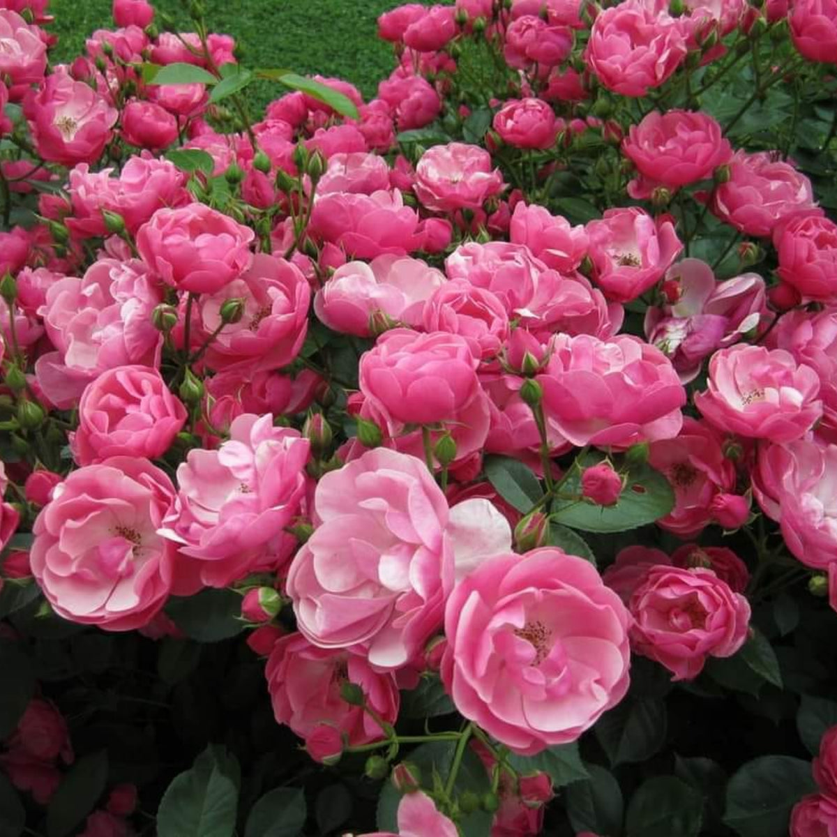 Angela Rose Seeds - Pink Garden Rose, Fragrant Blooms, 30+ seeds