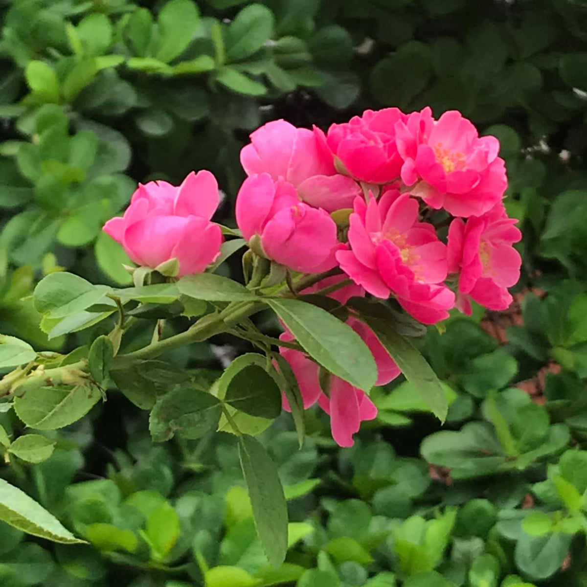 Angela Rose Seeds - Pink Garden Rose, Fragrant Blooms, 30+ seeds