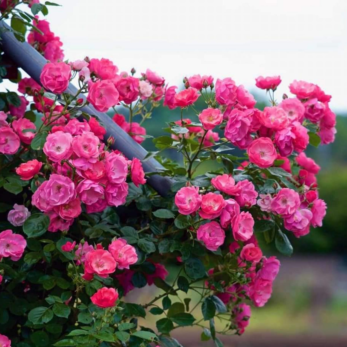 Angela Rose Seeds - Pink Garden Rose, Fragrant Blooms, 30+ seeds