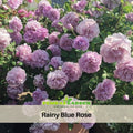 30+ Seeds| Rainy Blue Rose Seeds - Unique Garden Rose - Lavender Blue Blooms - Fragrant Flower - Long Blooming - Ornamental Rose#1166