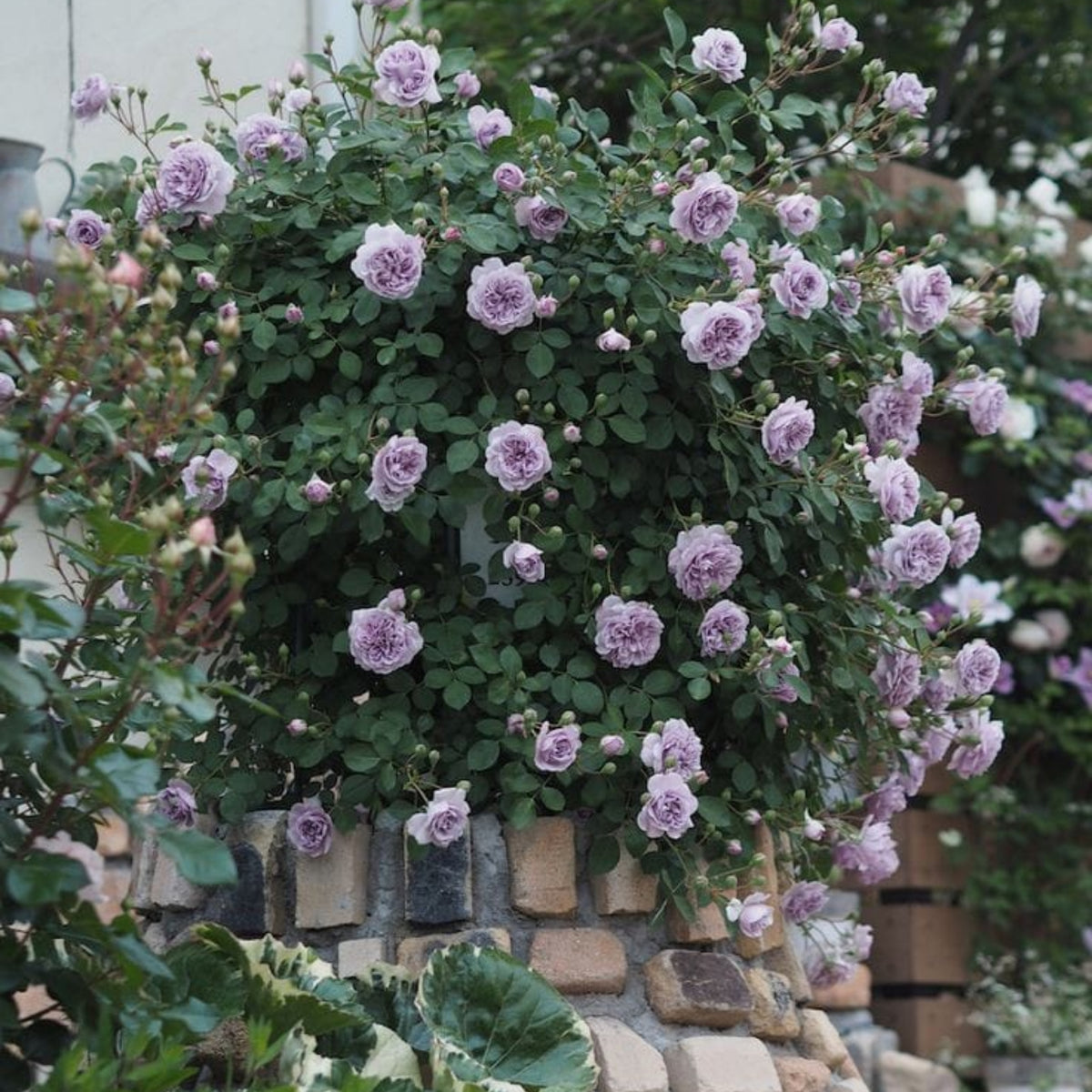 Rainy Blue Rose Seeds - Unique Garden Rose, 30+ seeds