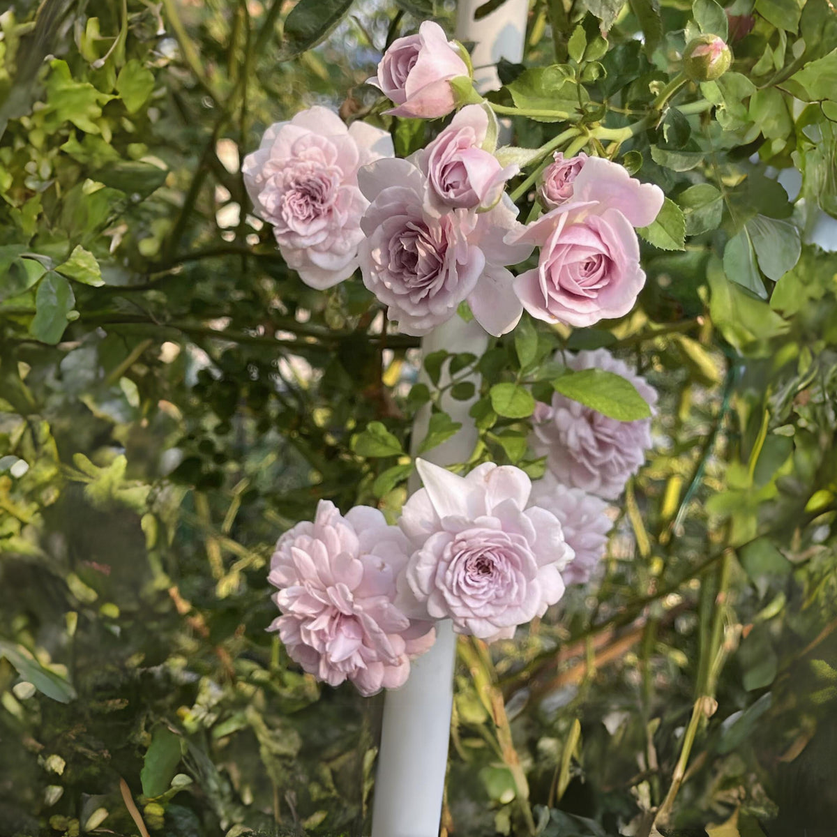 Rainy Blue Rose Seeds - Unique Garden Rose, 30+ seeds