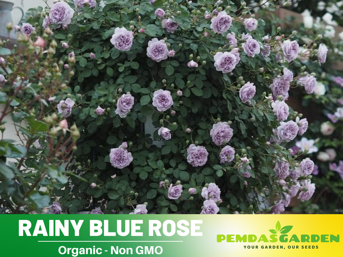 flower seeds for rainy season 30+ Seeds| Rainy Blue Rose Seeds #1166 – PEMDASGARDEN