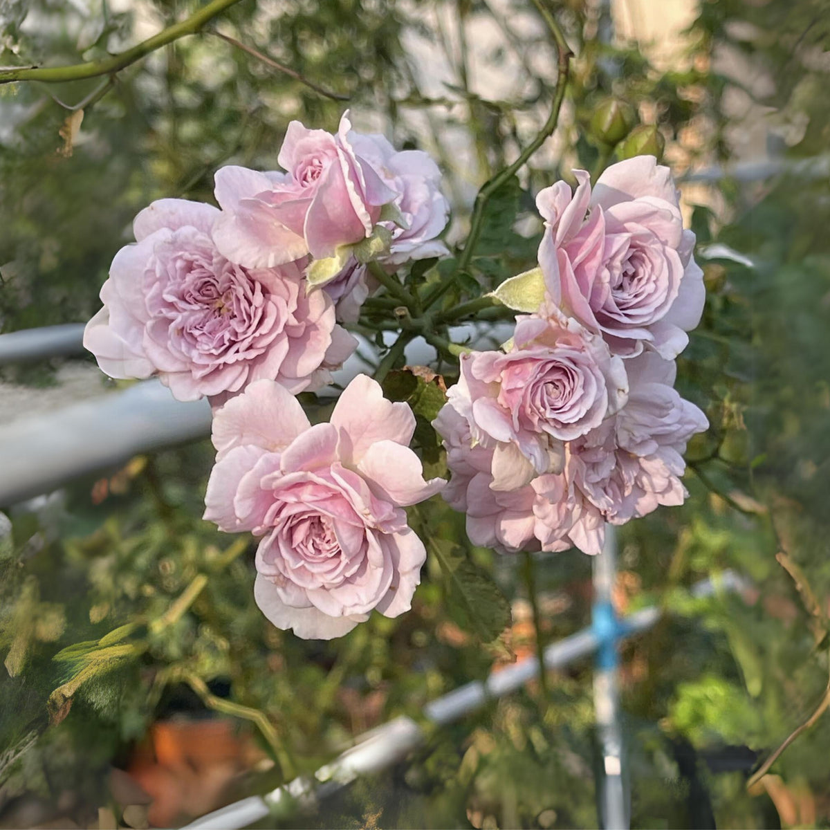 Rainy Blue Rose Seeds - Unique Garden Rose, 30+ seeds
