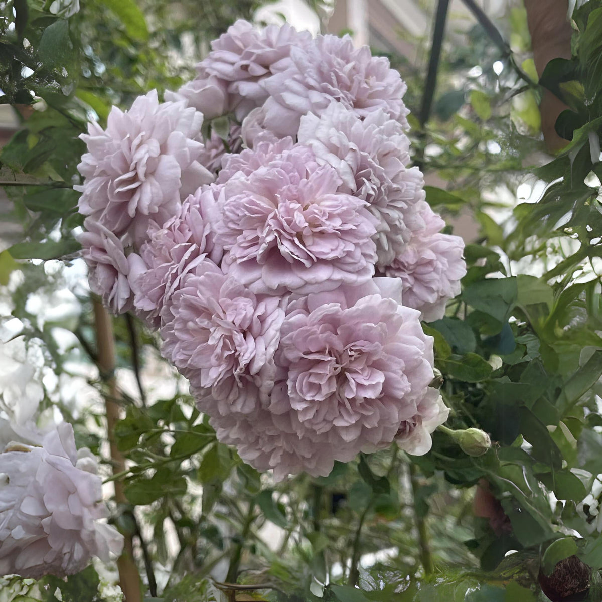 Rainy Blue Rose Seeds - Unique Garden Rose, 30+ seeds