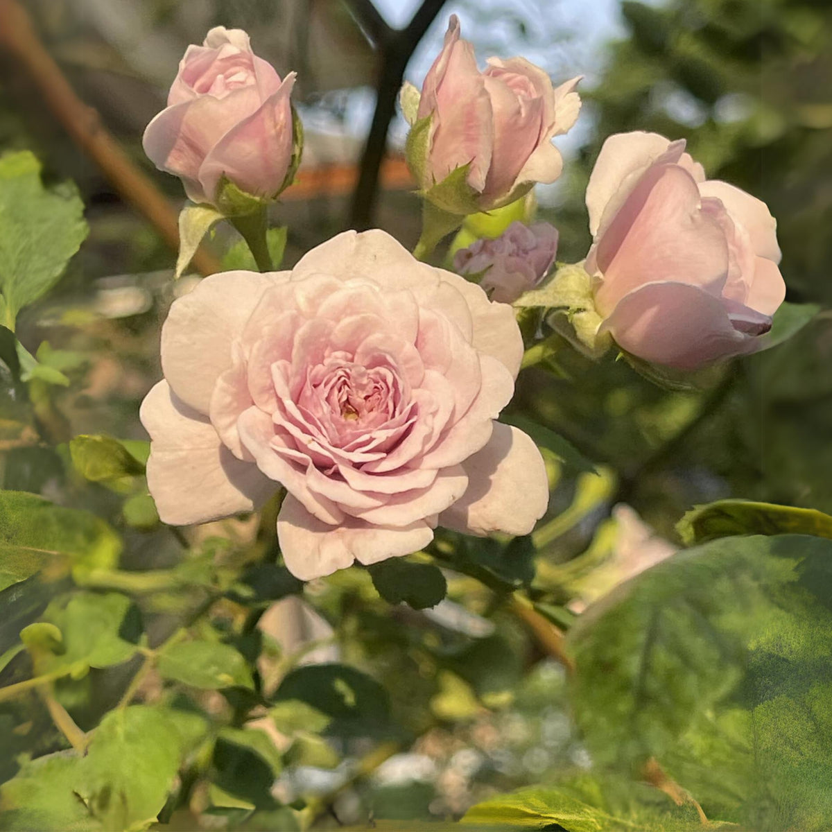 Rainy Blue Rose Seeds - Unique Garden Rose, 30+ seeds