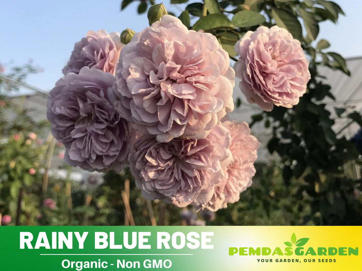 flower seeds for rainy season 30+ Seeds| Rainy Blue Rose Seeds #1166 – PEMDASGARDEN