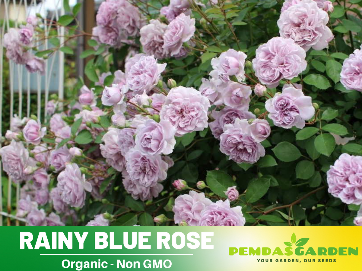30+ Seeds| Rainy Blue  Rose Seeds #1166