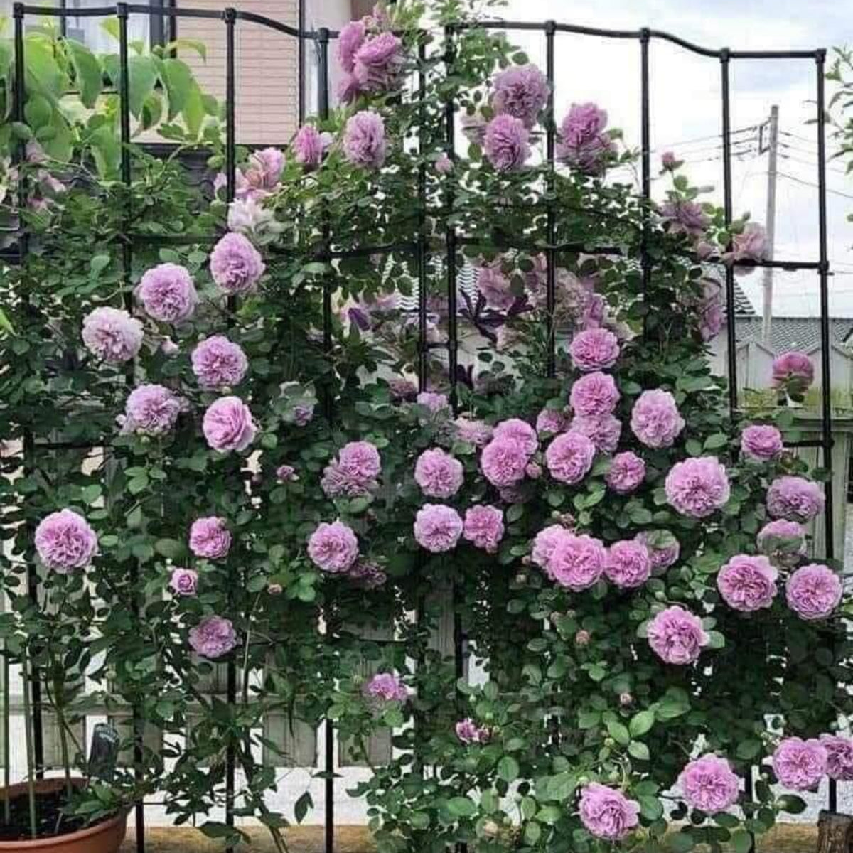 Rainy Blue Rose Seeds - Unique Garden Rose, 30+ seeds