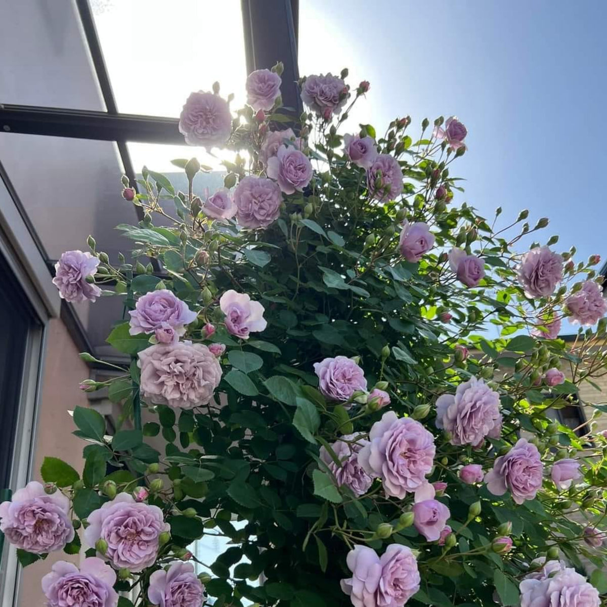 Rainy Blue Rose Seeds - Unique Garden Rose, 30+ seeds