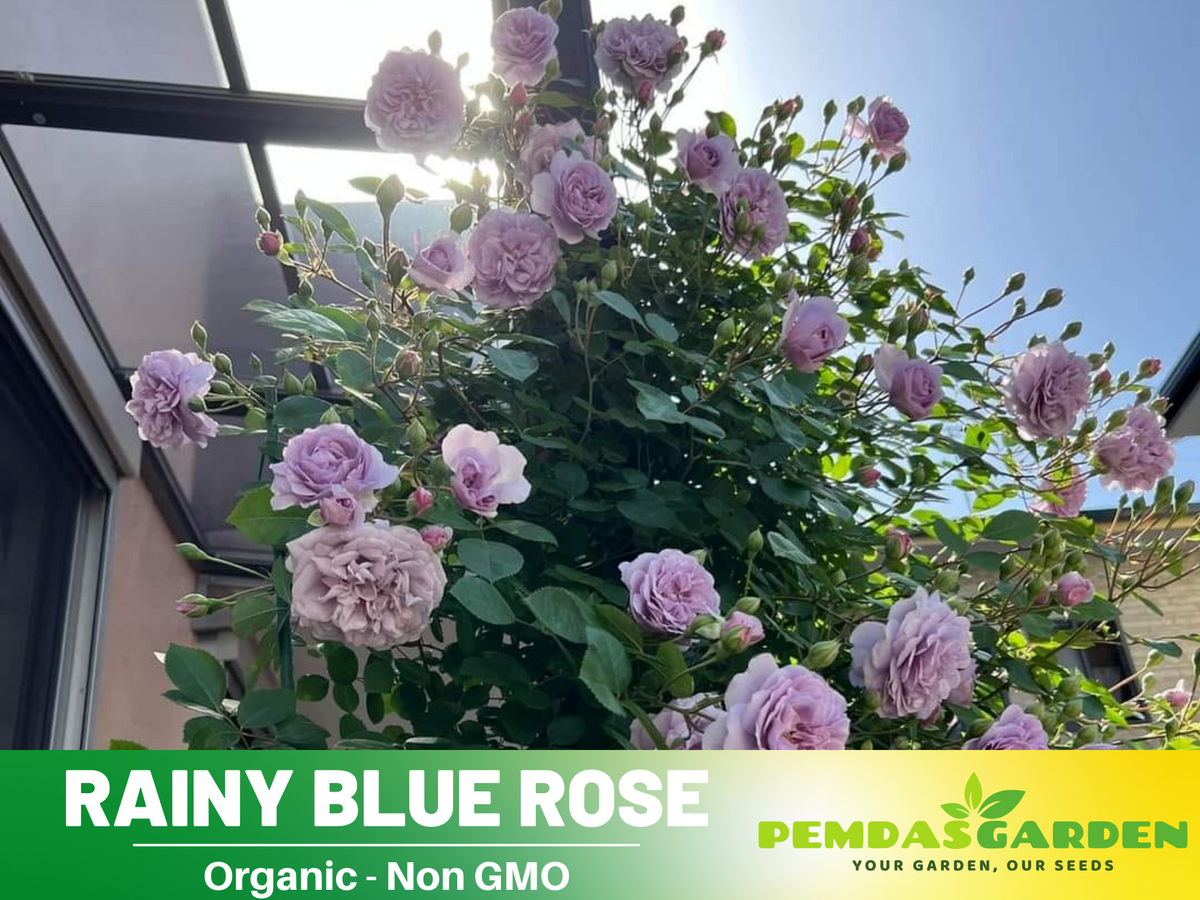 30+ Seeds| Rainy Blue  Rose Seeds #1166
