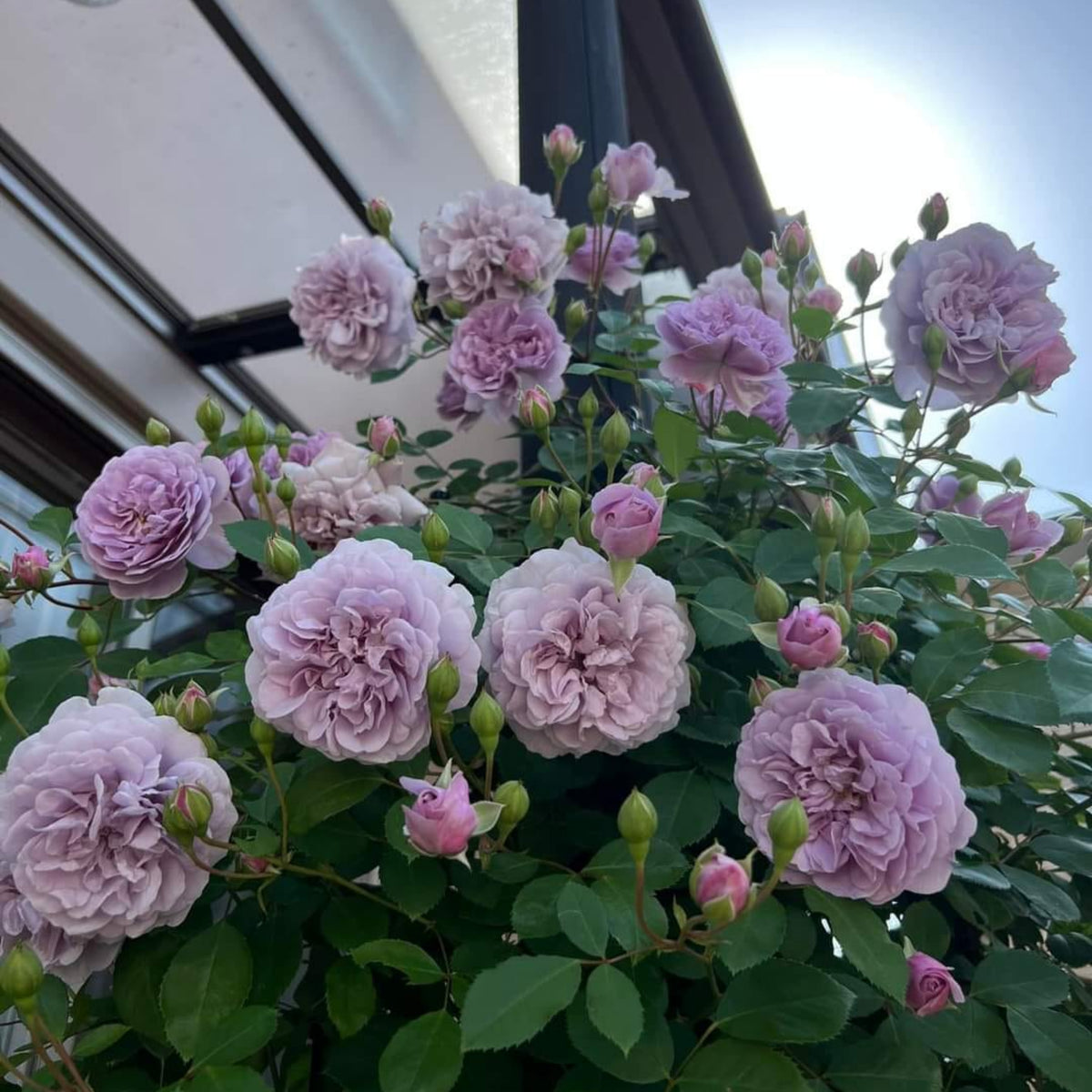 Rainy Blue Rose Seeds - Unique Garden Rose, 30+ seeds