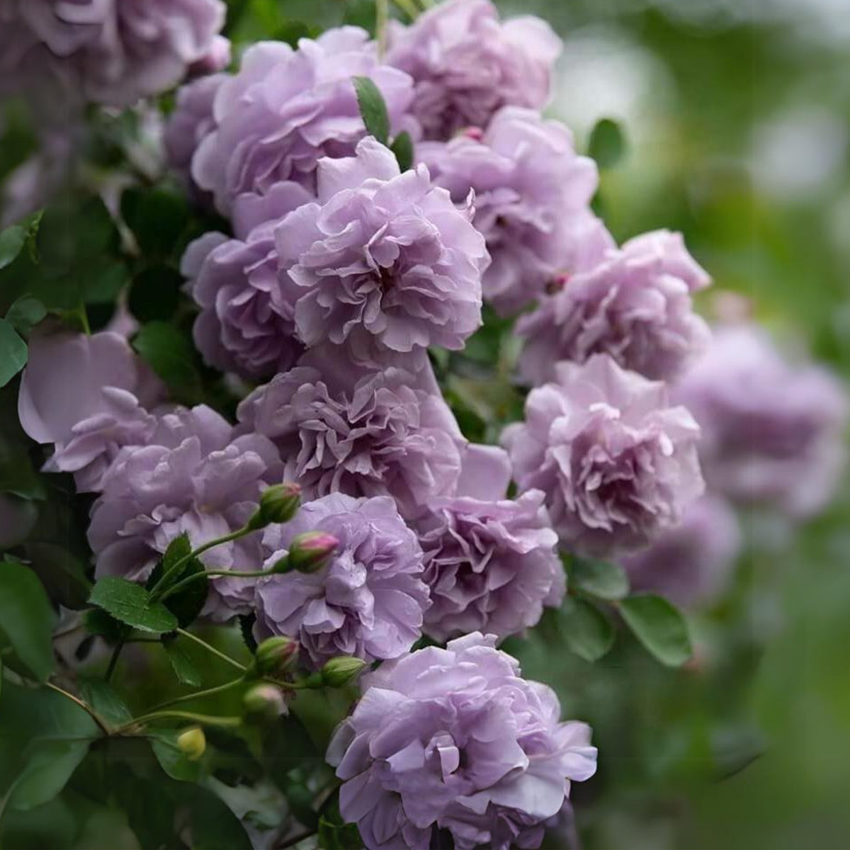 Rainy Blue Rose Seeds - Unique Garden Rose, 30+ seeds