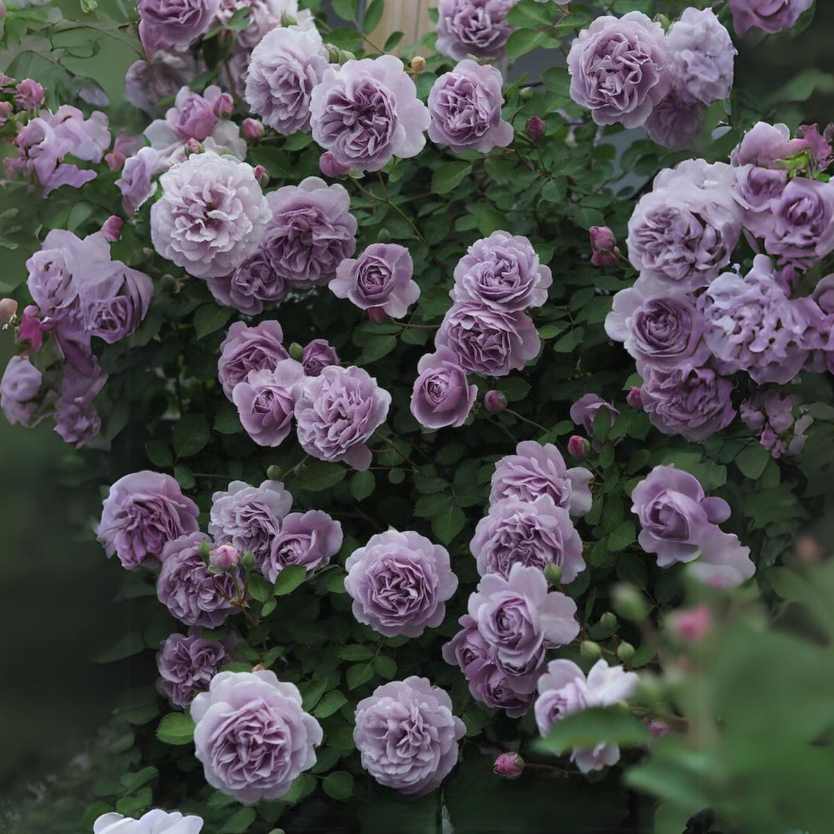 Rainy Blue Rose Seeds - Unique Garden Rose, 30+ seeds