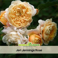 30+ Seeds| Jeri Jennings Rose Seeds - Heirloom Flower - Garden Rose - Colorful Blooms - Long Blooming - Ornamental Cottage Garden Flower#1167