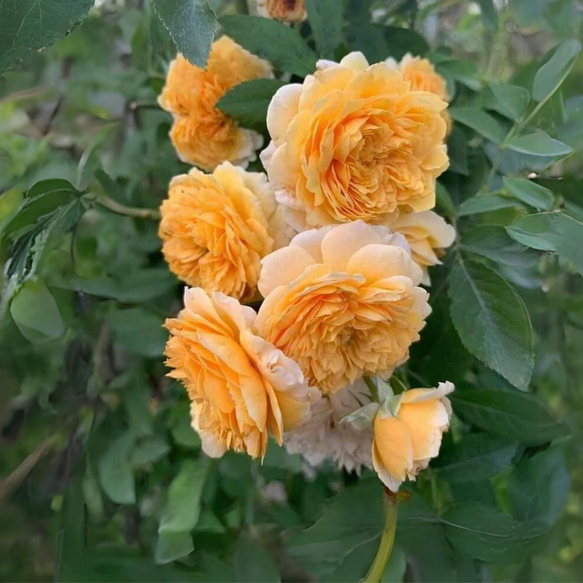 Jeri Jennings Rose Seeds - Garden Rose, Colorful Blooms, 30+ seeds