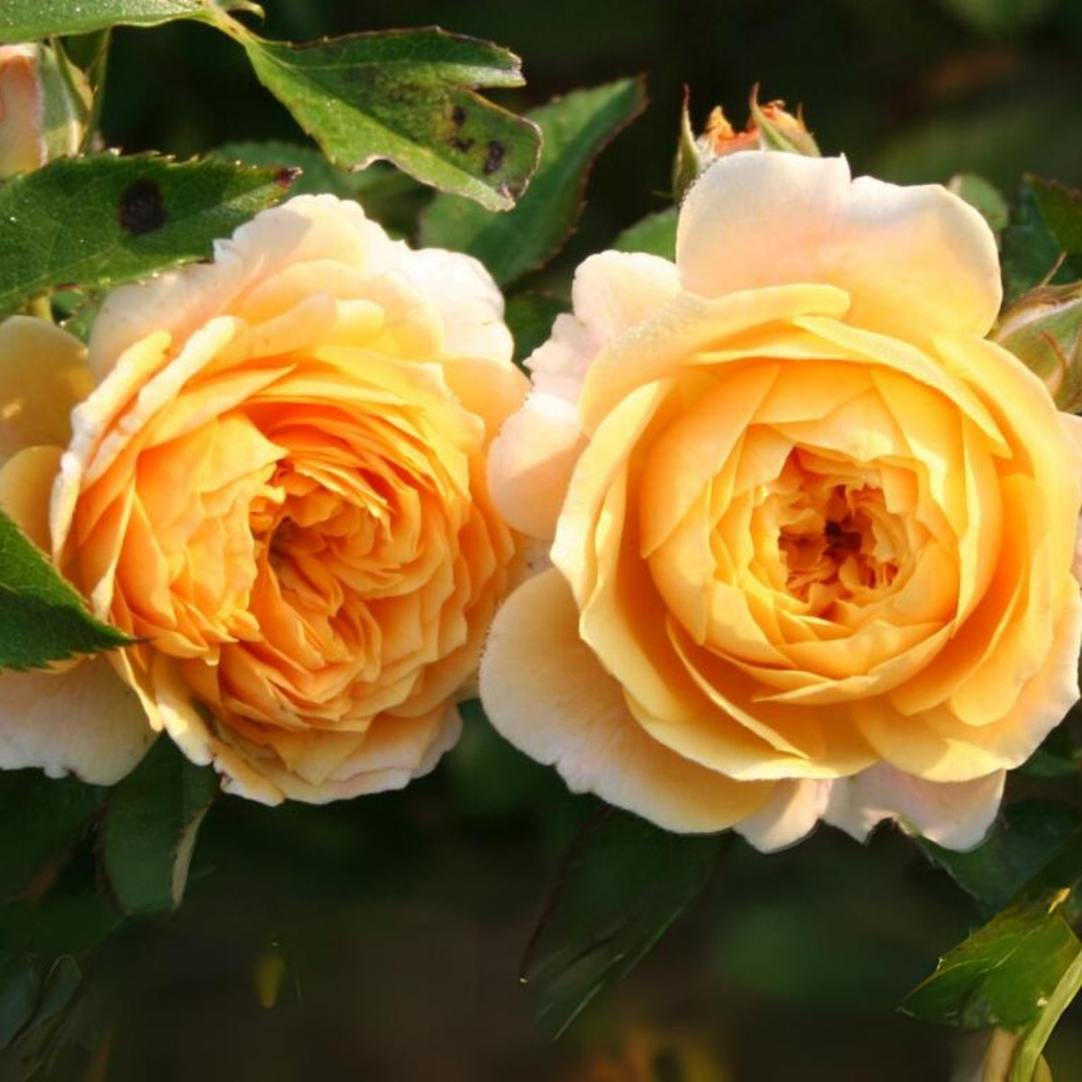 Jeri Jennings Rose Seeds - Garden Rose, Colorful Blooms, 30+ seeds