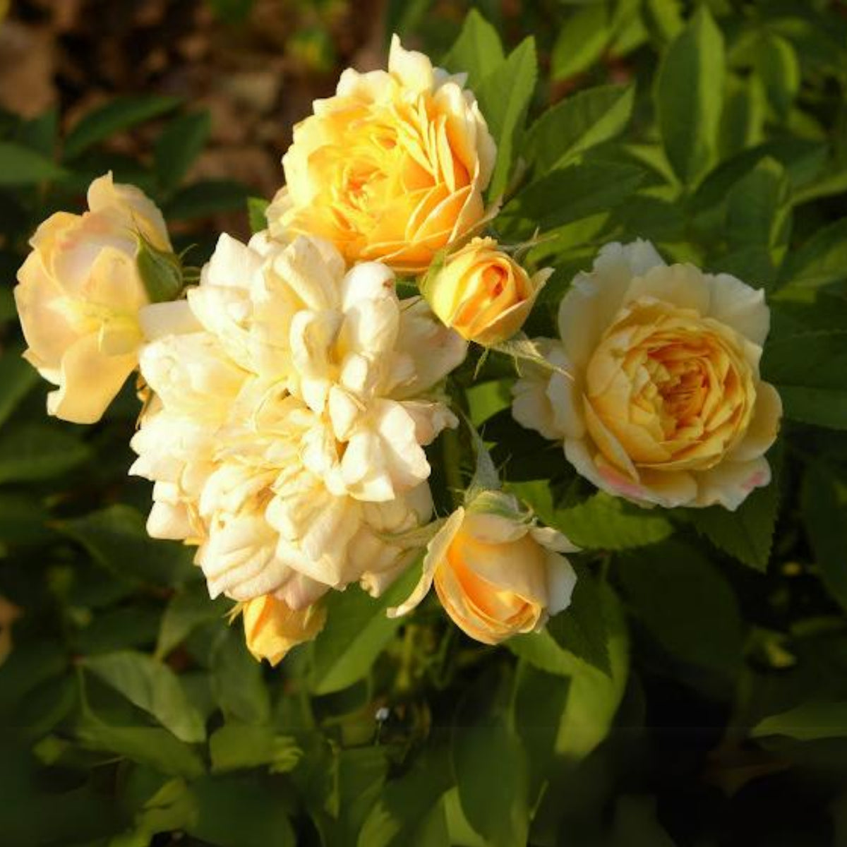 Jeri Jennings Rose Seeds - Garden Rose, Colorful Blooms, 30+ seeds