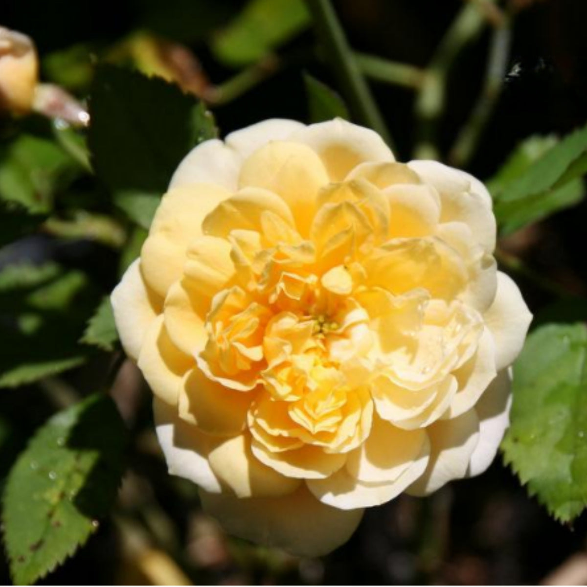 Jeri Jennings Rose Seeds - Garden Rose, Colorful Blooms, 30+ seeds