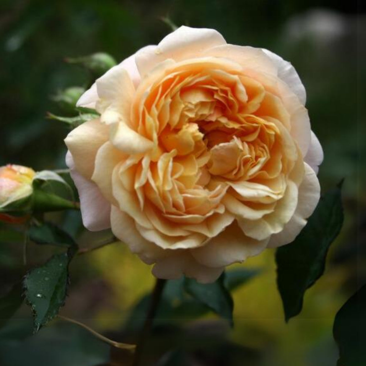 Jeri Jennings Rose Seeds - Garden Rose, Colorful Blooms, 30+ seeds