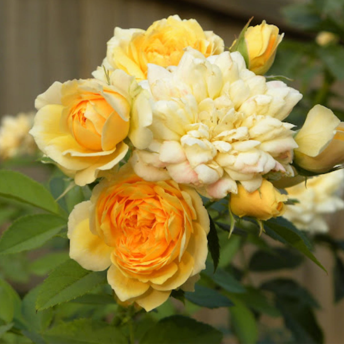 Jeri Jennings Rose Seeds - Garden Rose, Colorful Blooms, 30+ seeds
