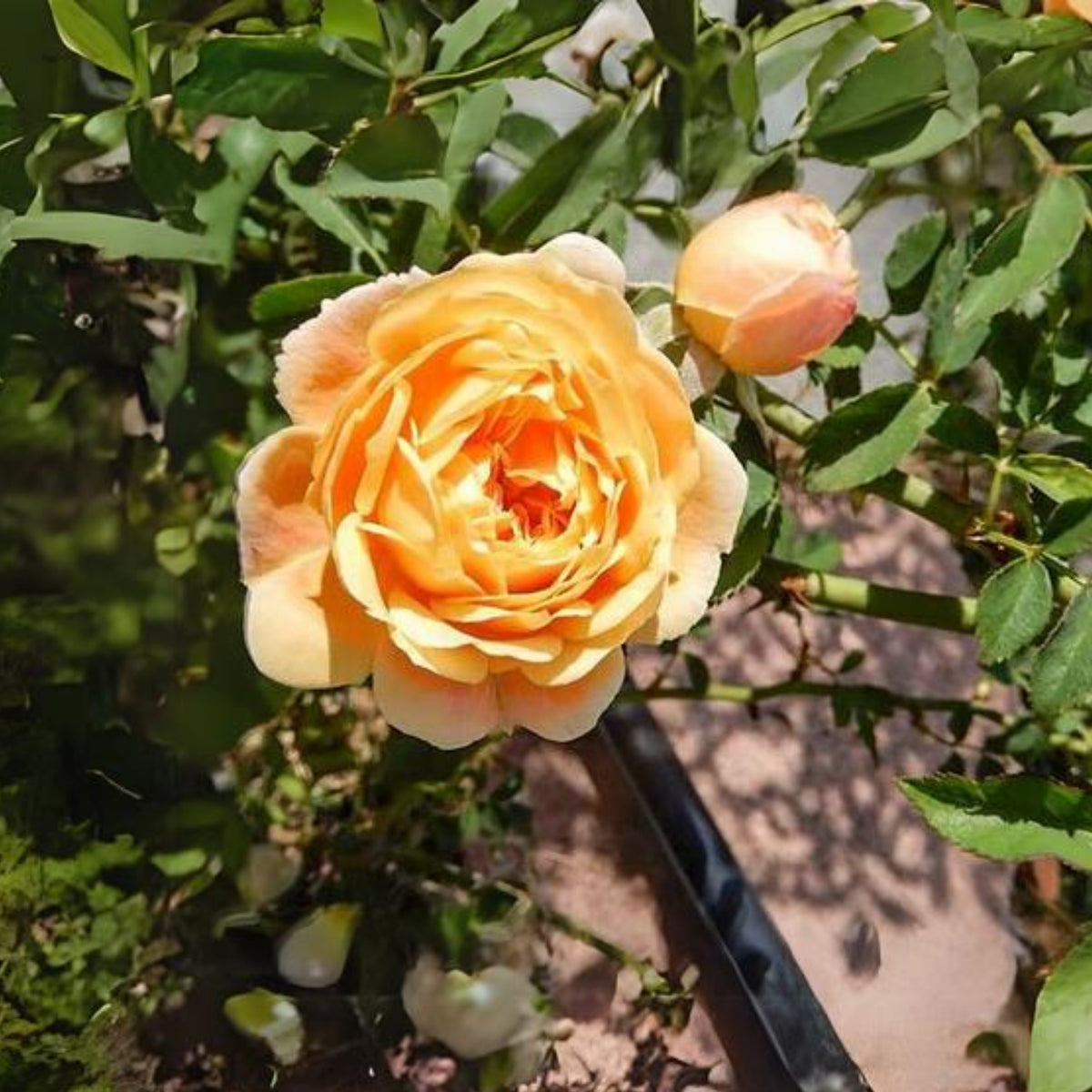 Jeri Jennings Rose Seeds - Garden Rose, Colorful Blooms, 30+ seeds