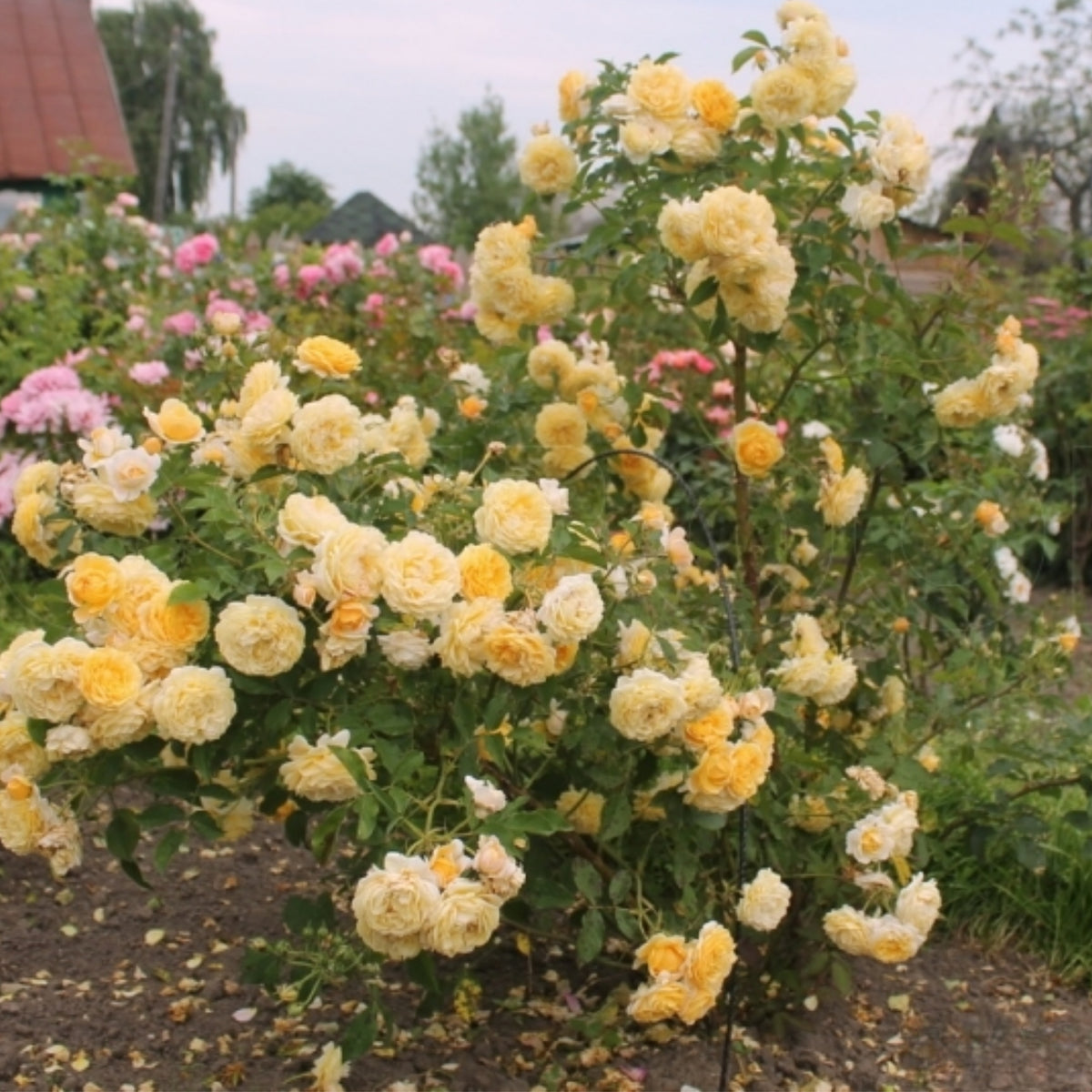Jeri Jennings Rose Seeds - Garden Rose, Colorful Blooms, 30+ seeds