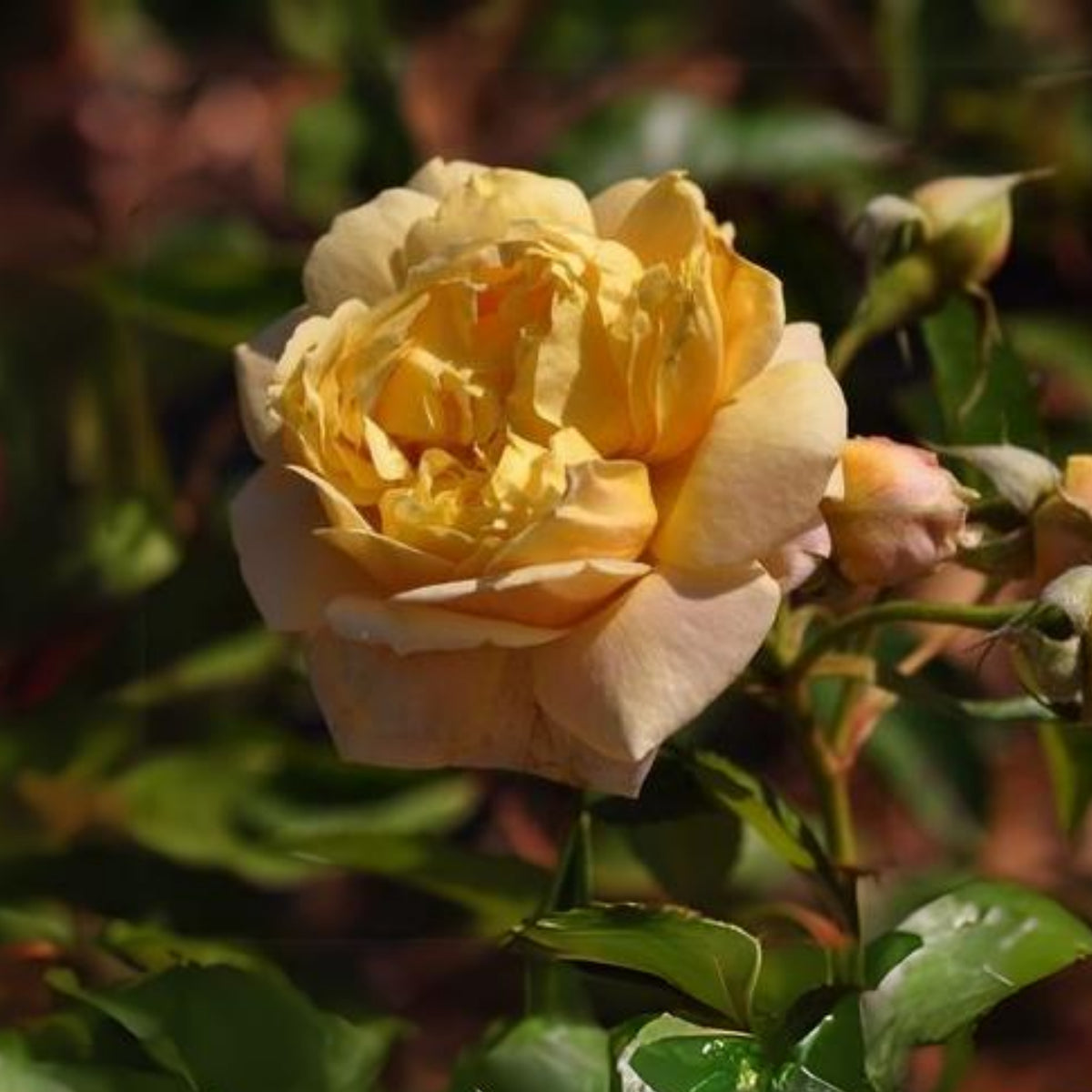 Jeri Jennings Rose Seeds - Garden Rose, Colorful Blooms, 30+ seeds
