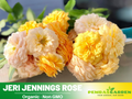 30+ Seeds| Jeri Jennings Rose Seeds #1167