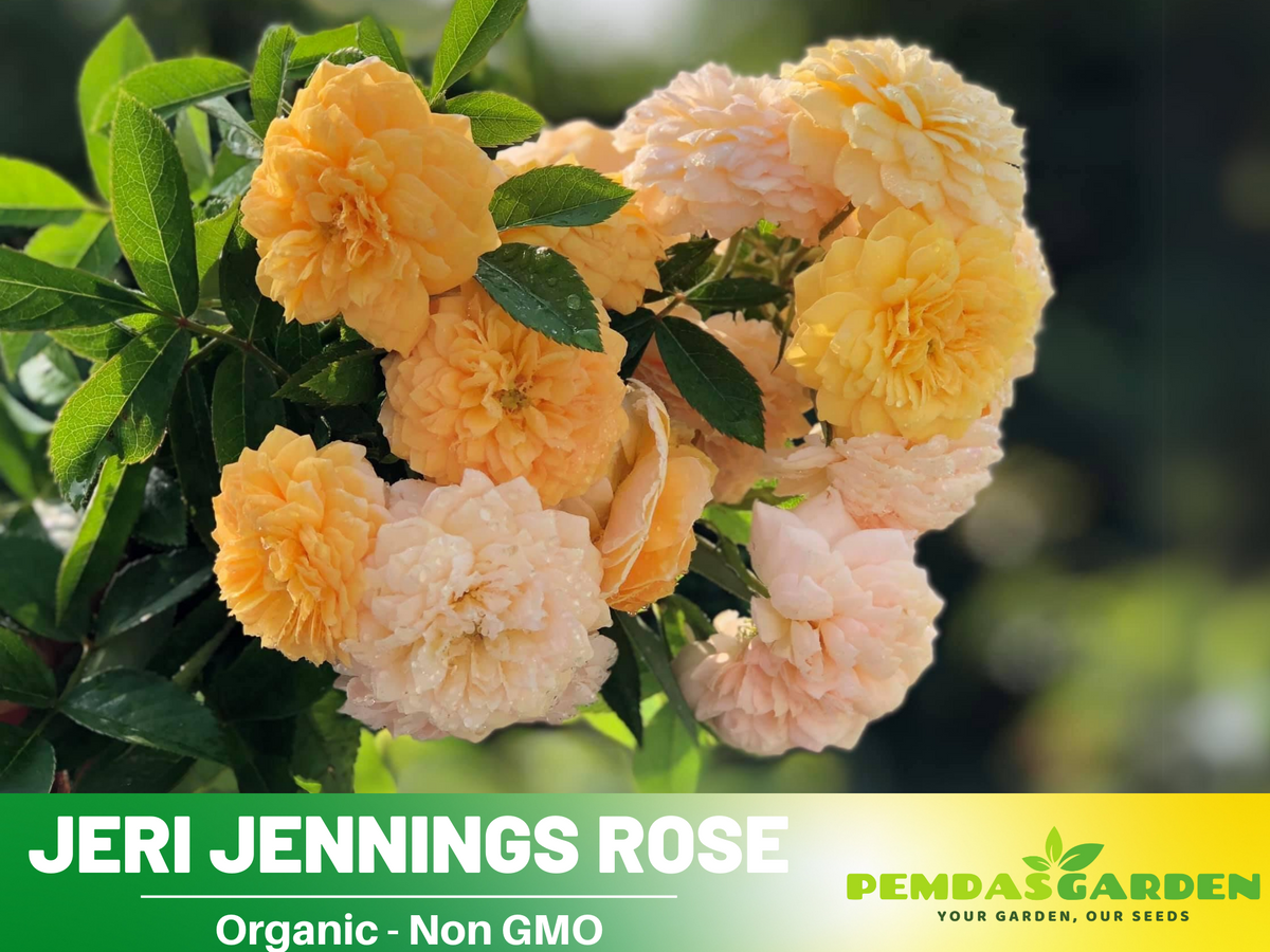 30+ Seeds| Jeri Jennings Rose Seeds #1167