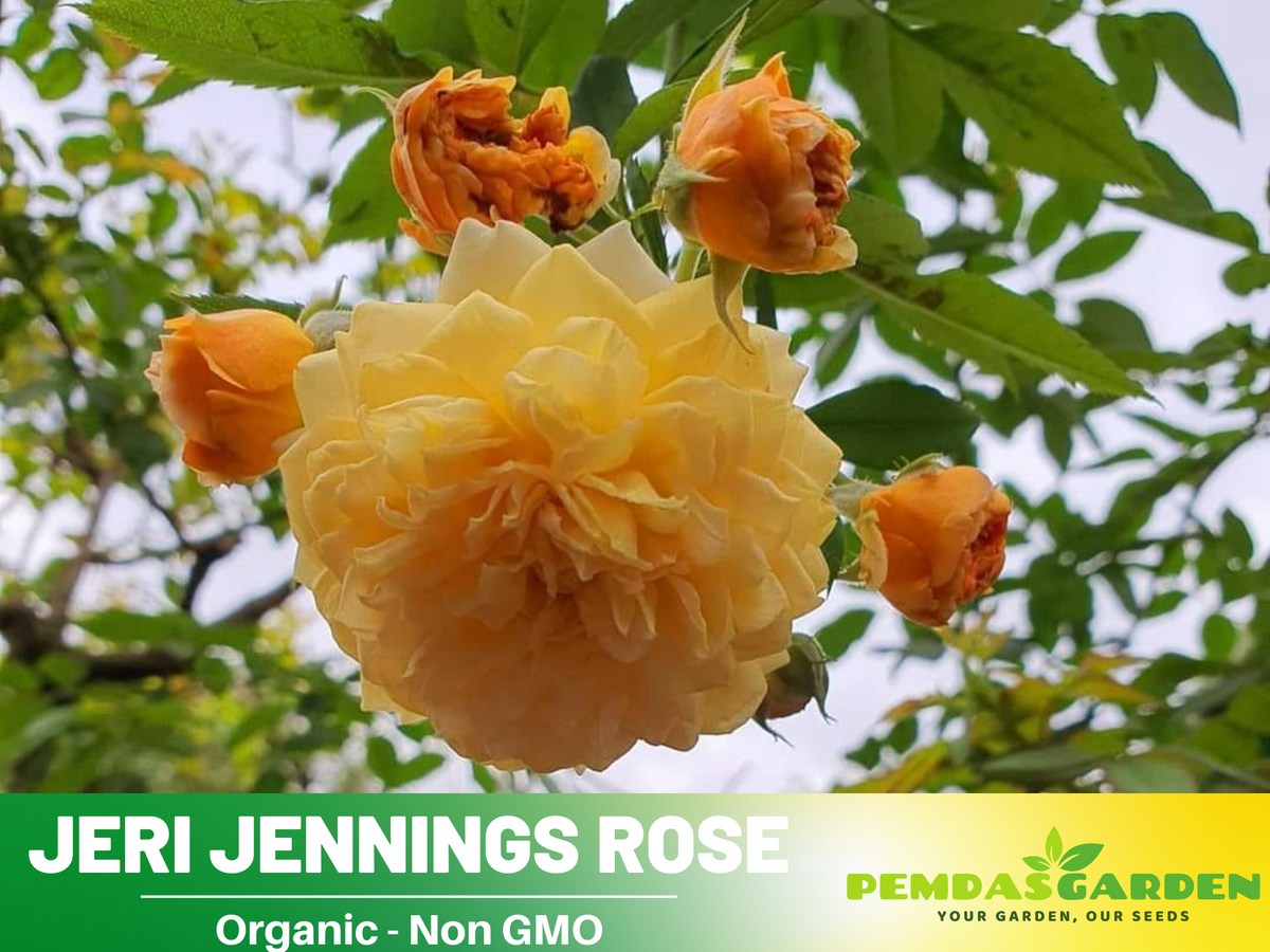 30+ Seeds| Jeri Jennings Rose Seeds #1167