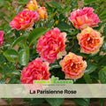 30+ Seeds| La Parisienne Perennial Rose Seeds - Heirloom Garden Flower - Colorful Blooms - Long Blooming - Ornamental Cottage Rose#1169